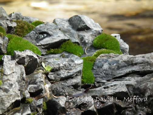 Moss on Rocks